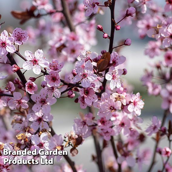 Prunus cerasifera 'Nigra'