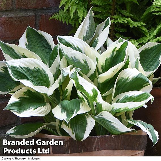 Hosta 'Patriot'