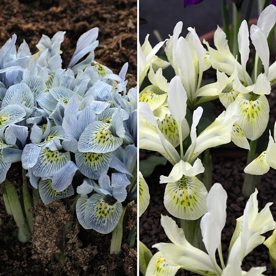 Iris 'Katharine's Collection'