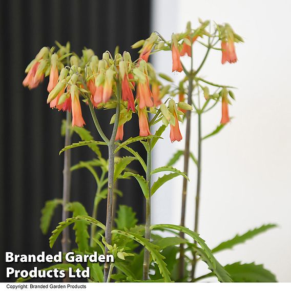 Kalanchoe blossfeldiana 'Lucky Bells'