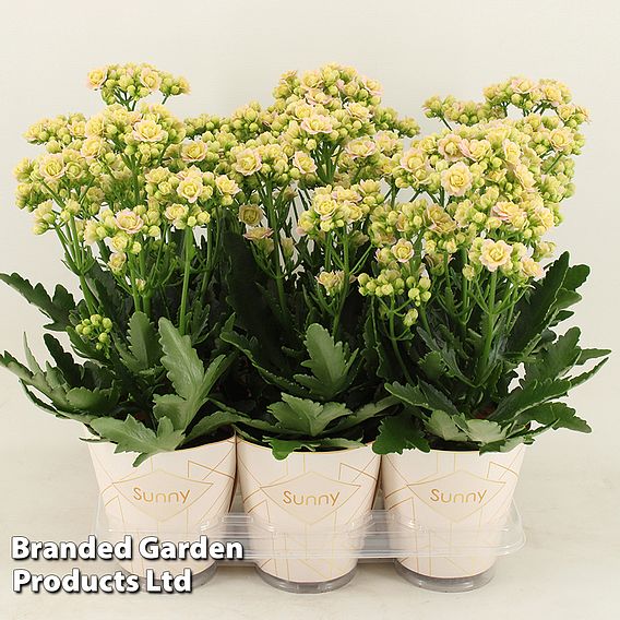 Kalanchoe 'Sunny Light Pink'