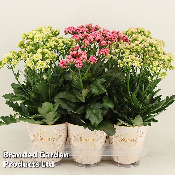 Kalanchoe 'Sunny Mix'