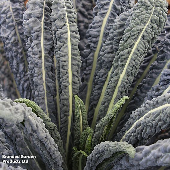 Kale 'Cobra' F1 - Seeds