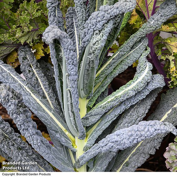 Kale 'Cobra' F1 - Seeds