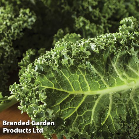 Kale 'Dwarf Green Curled'