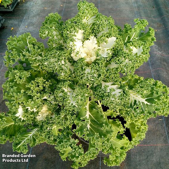 Kale 'Frost Byte' F1 - Seeds