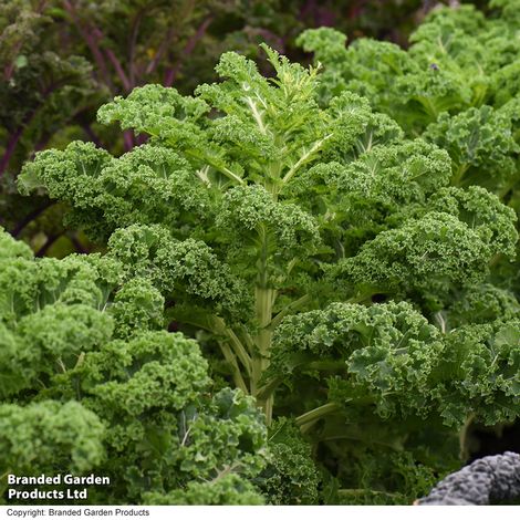 Kale Mixed Collection