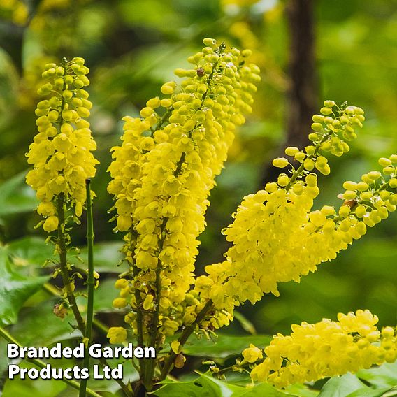 Mahonia japonica