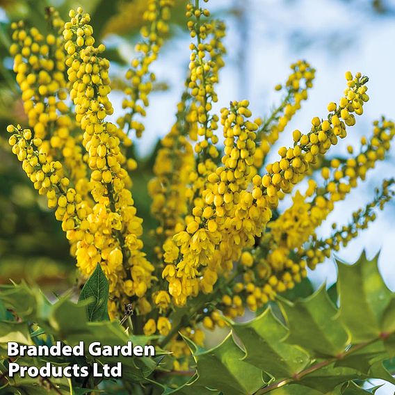 Mahonia japonica