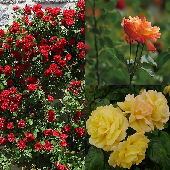 Rose 'Climbing Collection'