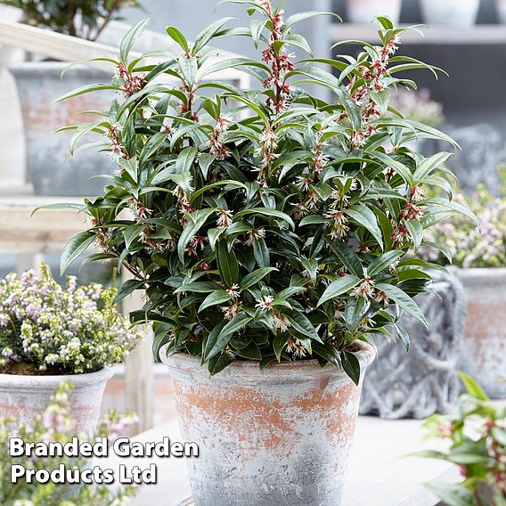 Sarcococca hookeriana 'Winter Gem'