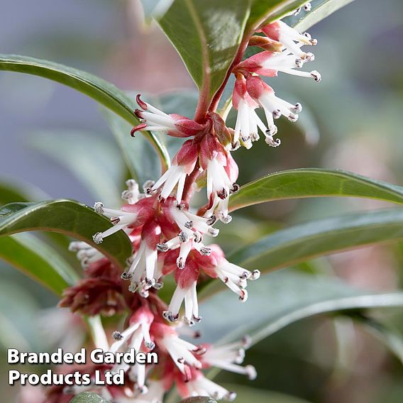 Sarcococca hookeriana 'Winter Gem'