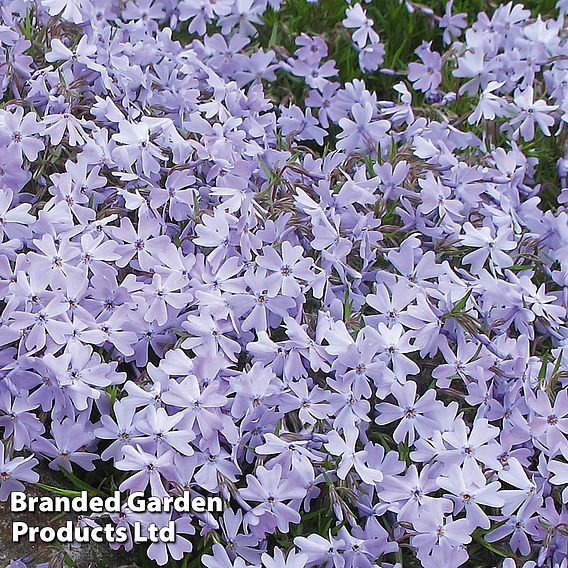 Phlox subulata 'Emerald Cushion Blue' | Suttons