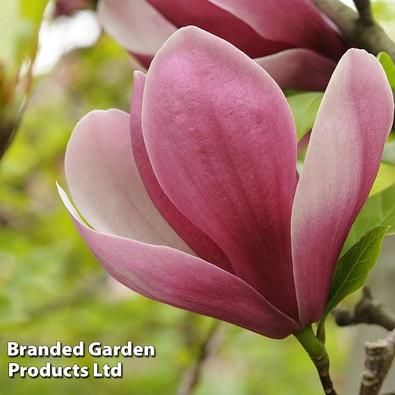 Magnolia 'Satisfaction'