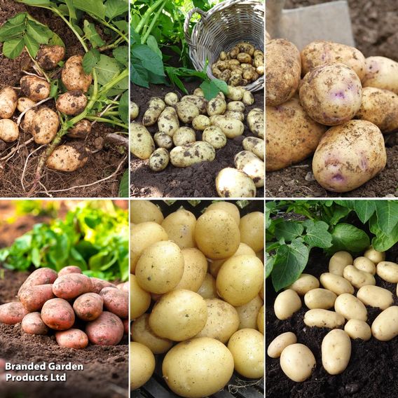 Potato 'Favourites Collection'