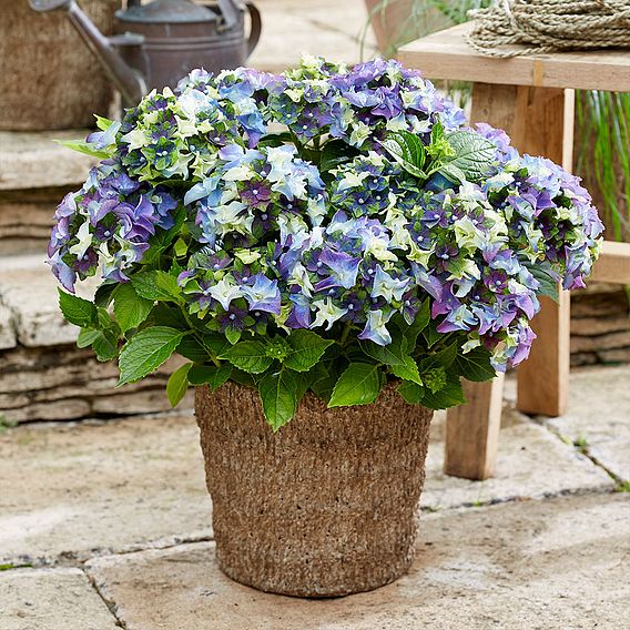 Hydrangea macrophylla 'Lady Mata Hari Blue' (Royalty Collection)