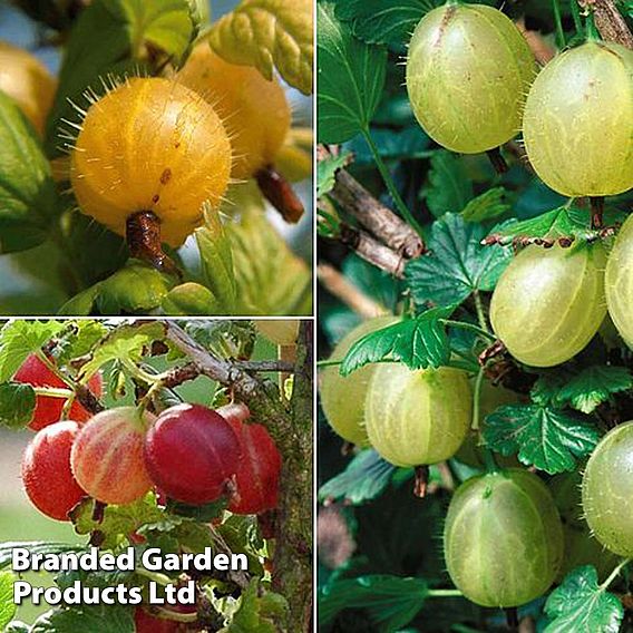 Gooseberry Trio