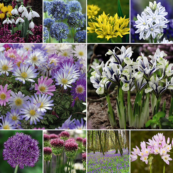 Spring Bulb Variety Bundle