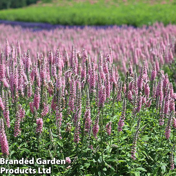 Veronica 'Moody Blues Dark Pink'