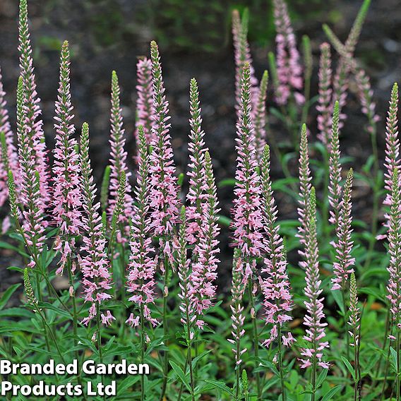 Veronica 'Moody Blues Dark Pink'