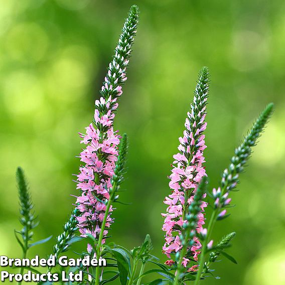 Veronica 'Moody Blues Dark Pink'