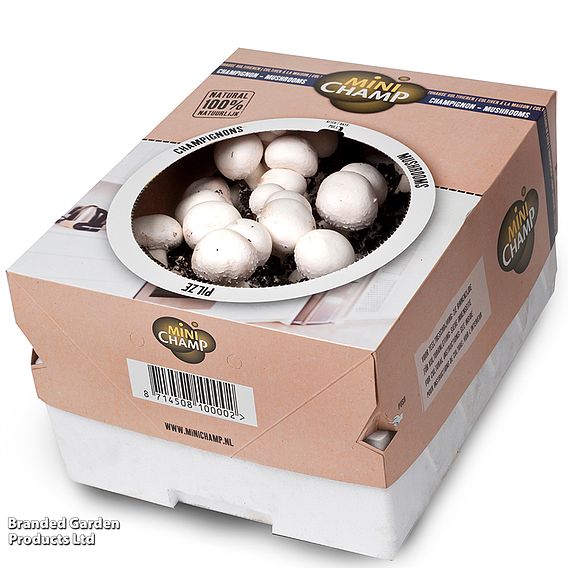 Windowsill Mushroom Growing Kit - Gift