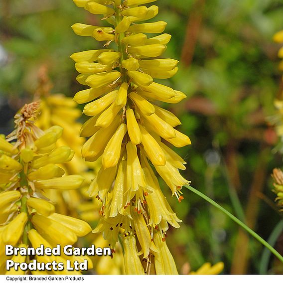 Red Hot Poker 'Lemon Popsicle'