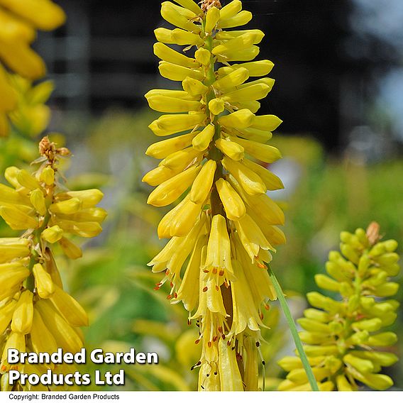 Red Hot Poker 'Lemon Popsicle'