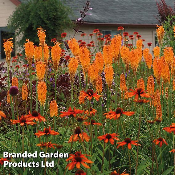 Red Hot Poker 'Mango Popsicle'