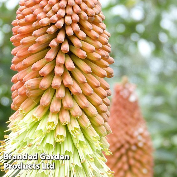 Kniphofia uvaria 'Mixed Hybrids'