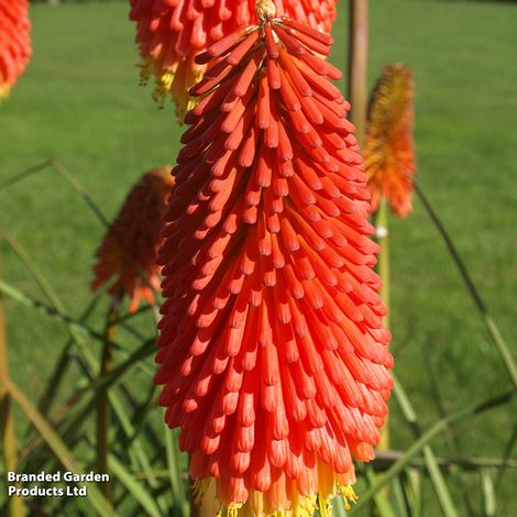 Red Hot Poker 'Popsicle' Collection