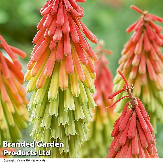 Red Hot Poker 'Traffic Lights'