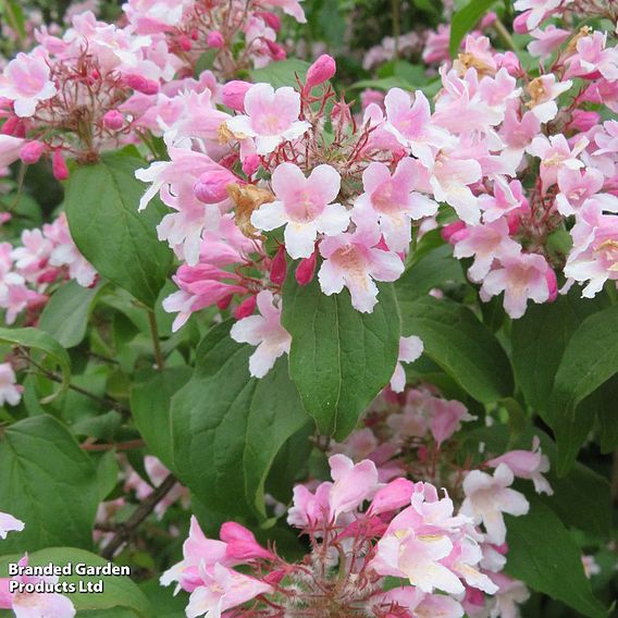 Kolkwitzia amabilis 'Pink Cloud'