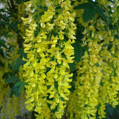 Laburnum anagyroides