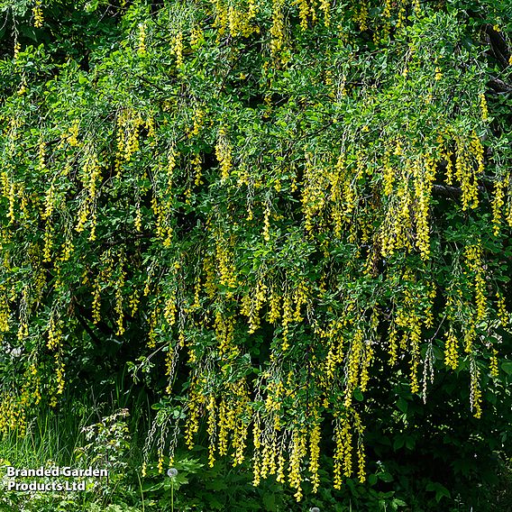 Laburnum anagyroides