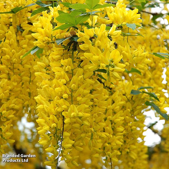 Laburnum anagyroides