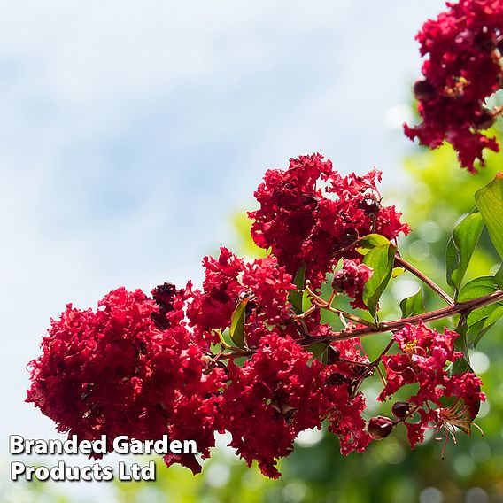 Lagerstroemia indica 'Dynamite'