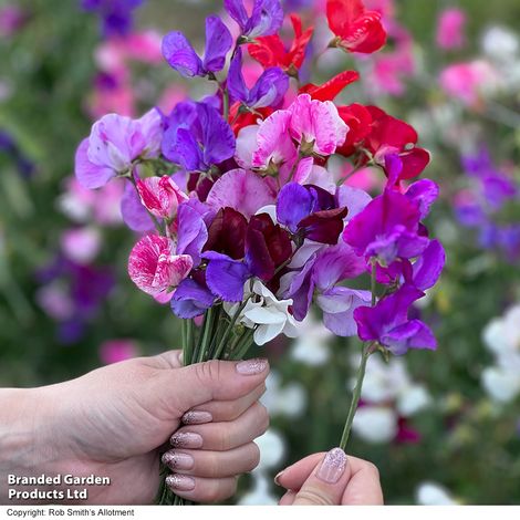 Sweet Pea 'Scentsational Mix' - Seeds