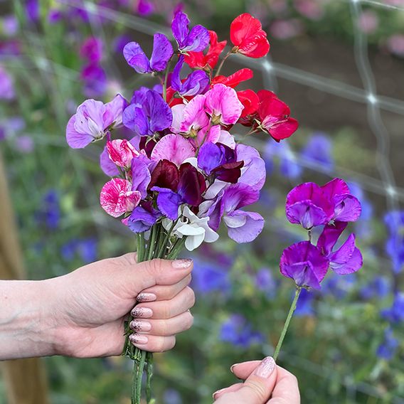 Sweet Pea 'Scentsational Mix'