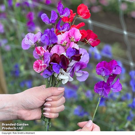 Sweet Pea 'Scentsational Mix' - Seeds