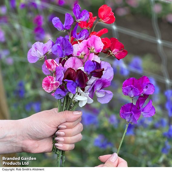 Sweet Pea 'Scentsational Mix'