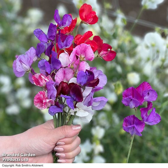 Sweet Pea 'Scentsational Mix'