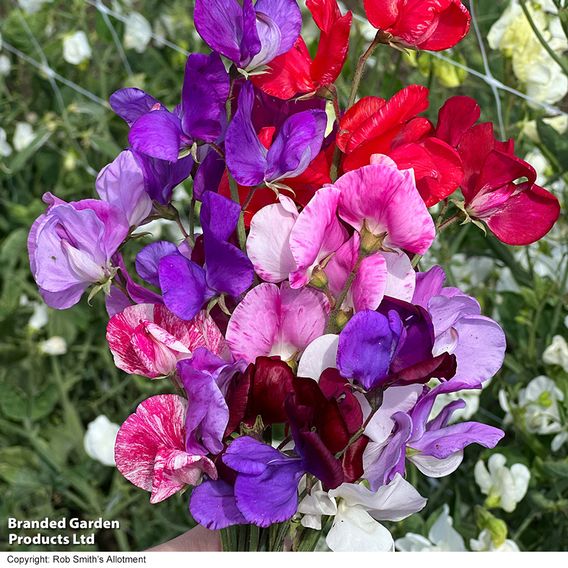 Sweet Pea 'Scentsational Mix'