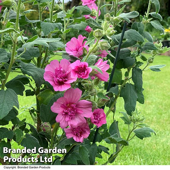 Lavatera 'Princess Pink'