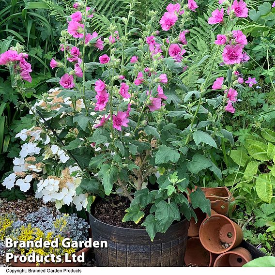 Lavatera 'Princess Pink'