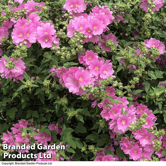 Lavatera x clementii 'Rosea'