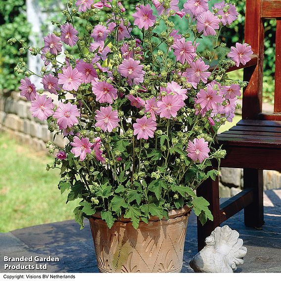 Lavatera x clementii 'Rosea'