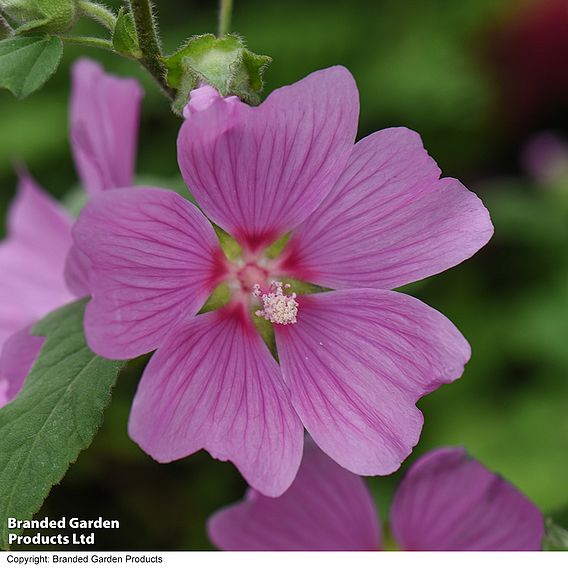 Lavatera x clementii 'Rosea'