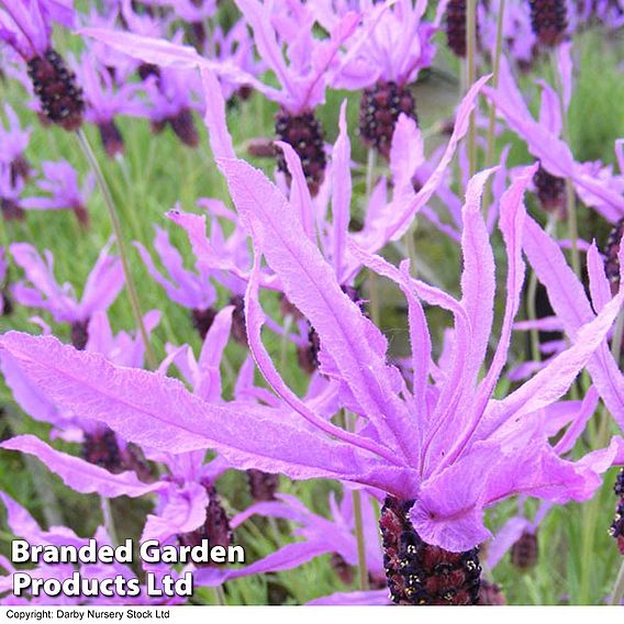 Lavender 'Flaming Purple'