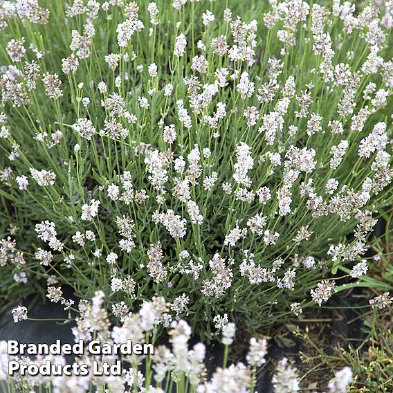 Lavender angustifolia 'Arctic Snow'